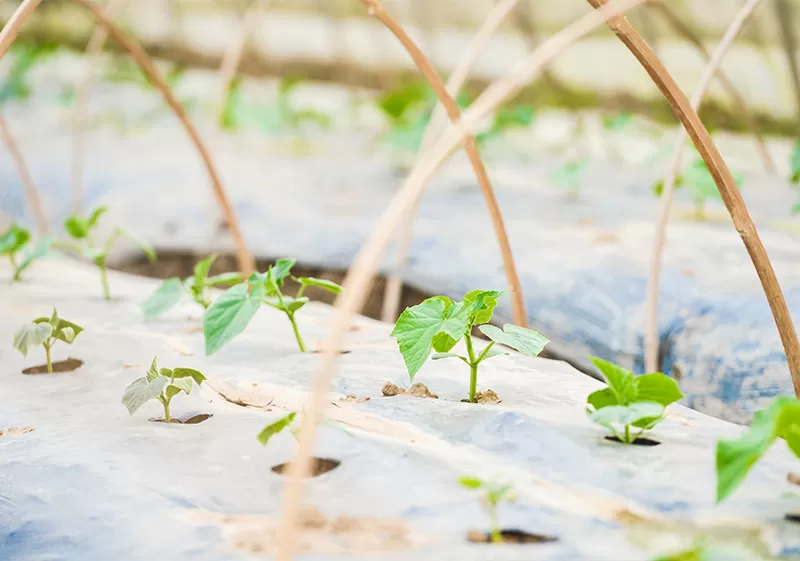 Agriculture Mulch Film